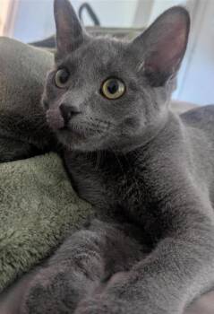 Lola -  Domestic Short Hair Cat for Adoption in Phoenix, Arizona - Lola | PetCurious