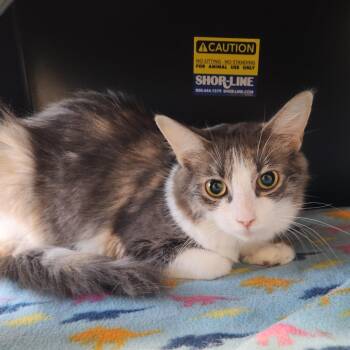 Gizelle -  Domestic Medium Hair Cat for Adoption in Fort Wayne, Indiana - Gizelle | PetCurious