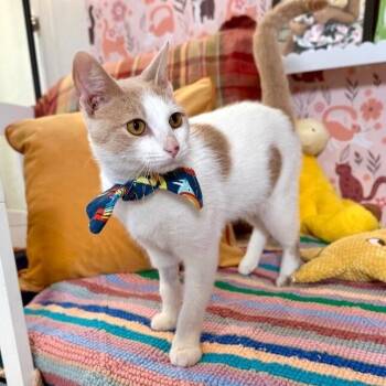 Tabby and Domestic Short Hair Cats Available for Adoption in Friendswood, Texas - Mr. Bigglesworth | PetCurious