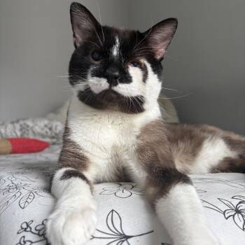 Domestic Short Hair Cats Available for Adoption - Chai 3 | PetCurious