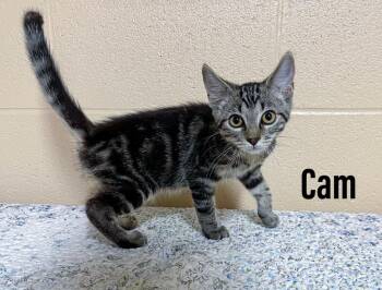 Cam -  Domestic Short Hair Cat for Adoption in Clearfield, Kentucky - Cam | PetCurious