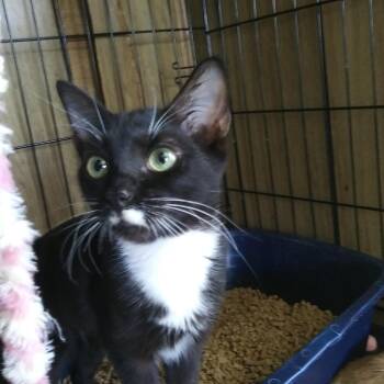 Capri -  Domestic Short Hair Cat for Adoption in PORT WENTWRTH, Georgia - Capri | PetCurious