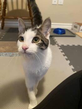 Rescue Domestic Short Hair Cats for Adoption in Shakespeare, Ontario - Becky | PetCurious