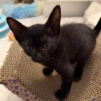 Blue -  Domestic Short Hair Cat for Adoption in Bayonne, New Jersey - Blue | PetCurious