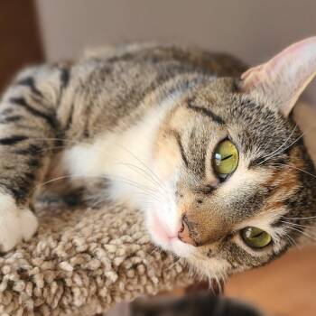 Domestic Short Hair Cats Available for Adoption in Hudson, New York - Harmony  | PetCurious