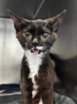 Ramen -  Domestic Short Hair Cat for Adoption in El Paso, Texas - Ramen | PetCurious