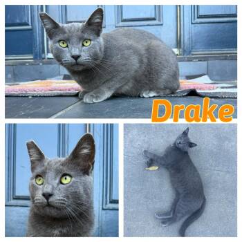 Rescue Domestic Short Hair Cats for Adoption in Hollister, California - Drake | PetCurious