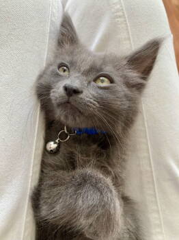 Rescue Domestic Medium Hair Cats for Adoption in San Jose, California - Belvedere (bonded W/Balki) | PetCurious