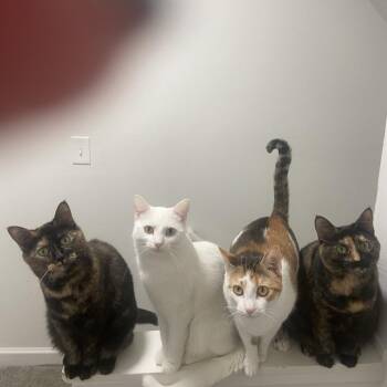 Domestic Short Hair Cats Available for Adoption in Granville, Ohio - Paisley | PetCurious