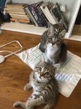 Rescue Domestic Short Hair Cats for Adoption in Mount Pleasant, South Carolina - BREAKFAST FOOD CREW | PetCurious