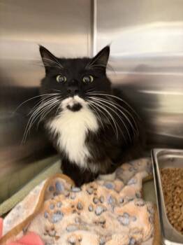 Lucifer -  Domestic Long Hair Cat for Adoption in Black Eagle, Montana - Lucifer | PetCurious