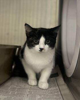 Brassy -  Domestic Short Hair Cat for Adoption in Fruit Heights, Utah - Brassy | PetCurious