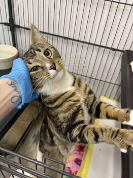 Domestic Short Hair Cats Available for Adoption in Winthrop, Maine - Brownie | PetCurious