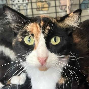 Rescue Domestic Long Hair Cats for Adoption in Robinson, Illinois - Dolly | PetCurious