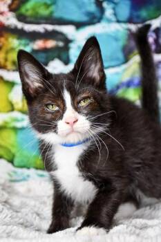 Squeaker -  Domestic Short Hair Cat for Adoption in Yakima, Washington - Squeaker | PetCurious