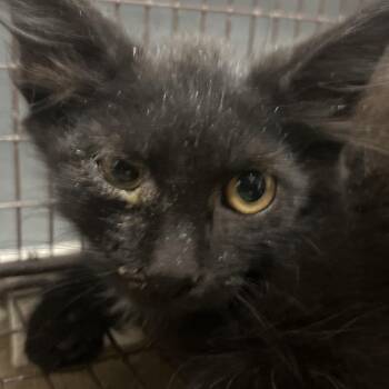 Afro -  Domestic Short Hair Cat for Adoption in Yuma, Arizona - Afro | PetCurious
