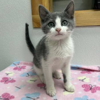 Domestic Short Hair Cats Available for Adoption in Candler, North Carolina - Bora | PetCurious