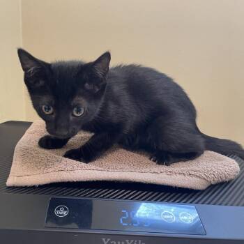 Princess Tiana -  Domestic Short Hair Cat for Adoption in Pasadena, California - Princess Tiana | PetCurious