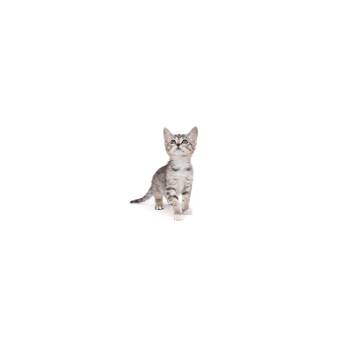 Domestic Short Hair Cats Available for Adoption in Los Angeles, California - Emerald | PetCurious