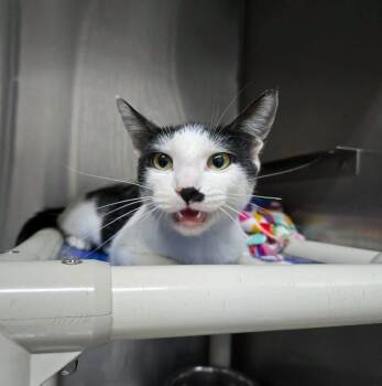 Meow -  Domestic Short Hair Cat for Adoption in Stillwater, Oklahoma - Meow | PetCurious
