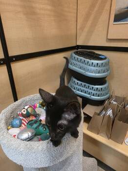Star Fire -  Domestic Short Hair Cat for Adoption in Rowlett, Texas - Star Fire | PetCurious