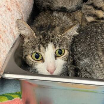 Tattoo -  Domestic Short Hair Cat for Adoption in Blairsville, Georgia - Tattoo | PetCurious