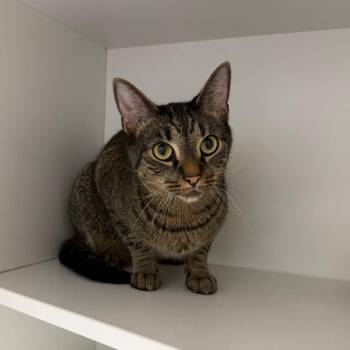 Fred -  Domestic Short Hair Cat for Adoption in Branford, Connecticut - Fred | PetCurious
