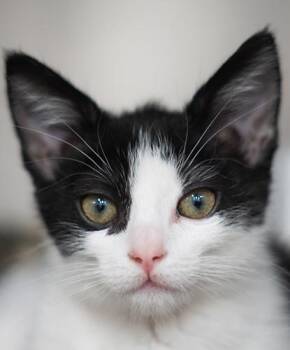 Katsu -  Domestic Short Hair Cat for Adoption in Encinitas, California - Katsu | PetCurious