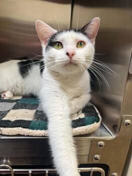 Domestic Short Hair Cats Available for Adoption in Chambersburg, Pennsylvania - Felt | PetCurious