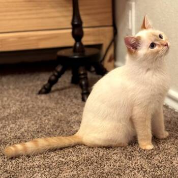 Siamese Cats Available for Adoption - Snowman | PetCurious