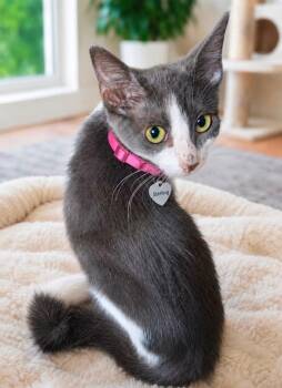 STERLING -  American Shorthair Cat for Adoption in Grand Prairie, Texas - STERLING | PetCurious