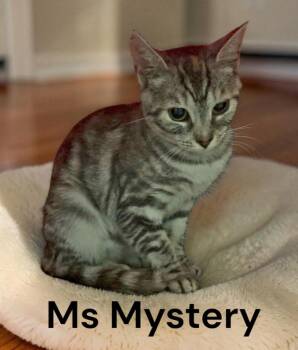 Ms Mystery -  Tabby Cat for Adoption in Weems, Virginia - Ms Mystery | PetCurious