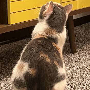 Sweetie Belle -  Domestic Medium Hair Cat for Adoption in Liverpool, Texas - Sweetie Belle | PetCurious