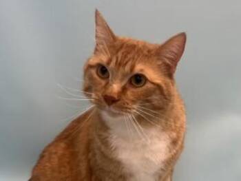 Nemo -  Domestic Short Hair Cat for Adoption in Golden Valley, Minnesota - Nemo | PetCurious