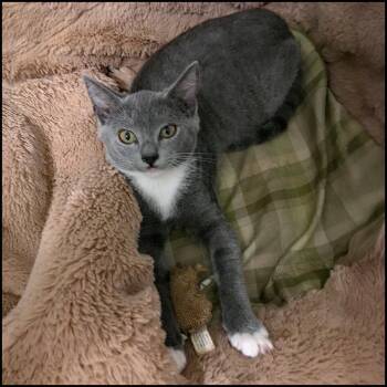 Rescue Domestic Short Hair Cats for Adoption in Roswell, Georgia - Ari | PetCurious