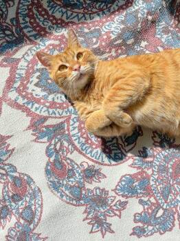 Tabby and American Bobtail Cats Available for Adoption - Archie, Solo Cat | PetCurious