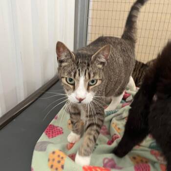 Rescue Tabby Cats for Adoption in Clarksville, Virginia - Thidwick | PetCurious