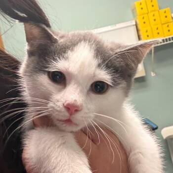 Domestic Short Hair Cats Available for Adoption - Tim | PetCurious