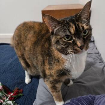 Tammy -  Domestic Short Hair Cat for Adoption in Gladstone, Oregon - Tammy | PetCurious