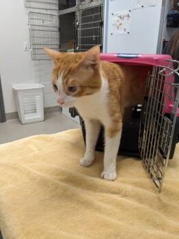 Rescue Domestic Short Hair Cats for Adoption in Cleveland, Ohio - Skimbles | PetCurious