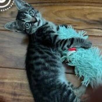Boo -  Domestic Short Hair Cat for Adoption in Columbus, North Carolina - Boo | PetCurious