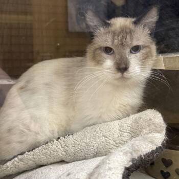Rescue Siamese Cats for Adoption in Napa, California - Gibby - Napa | PetCurious