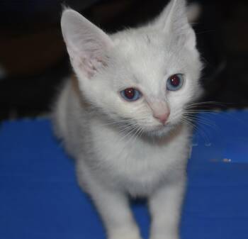Prima -  Turkish Angora Cat for Adoption in Davis, California - Prima | PetCurious