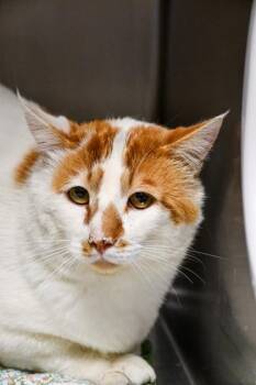 Domestic Short Hair Cats Available for Adoption in Yakima, Washington - Abe | PetCurious