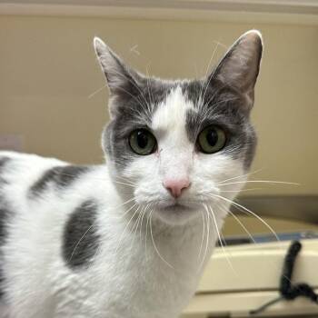 Domestic Short Hair Cats Available for Adoption in Burlingame, California - Soliel | PetCurious