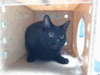 MEI MEI -  Domestic Short Hair Cat for Adoption in Albuquerque, New Mexico - MEI MEI | PetCurious