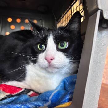 Felix -  Domestic Medium Hair Cat for Adoption in Goleta, California - Felix | PetCurious