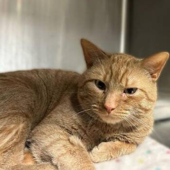 Domestic Short Hair Cats Available for Adoption - Mambo No. 5 | PetCurious