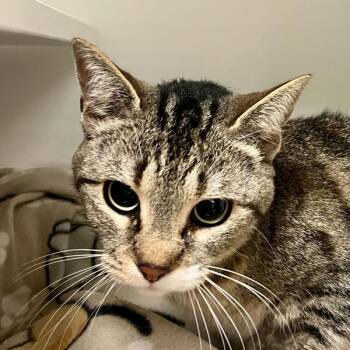 Domestic Short Hair Cats Available for Adoption - Carbonara | PetCurious