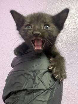 61081046 -  Domestic Short Hair Cat Available for Adoption in El Paso, Texas - 61081046 | PetCurious